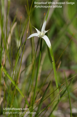 Rhynchospora latifolia