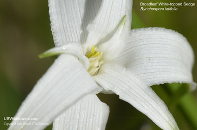 Rhynchospora latifolia