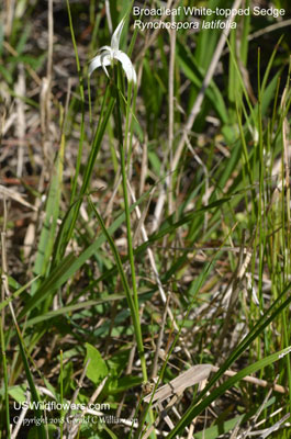 Rhynchospora latifolia