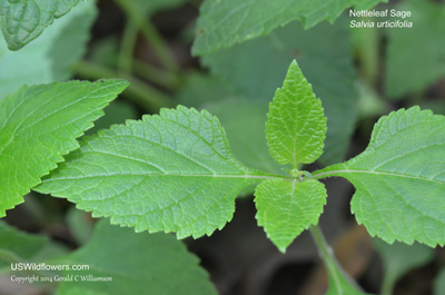 Salvia urticifolia