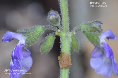 Salvia urticifolia