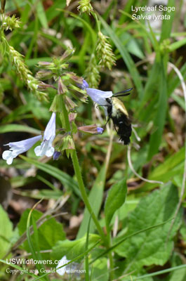 Salvia lyrata