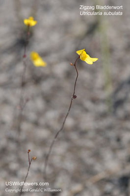 Utricularia subulata