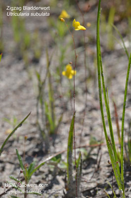 Utricularia subulata