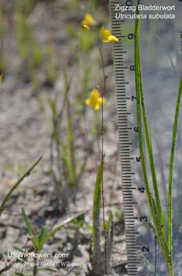 Utricularia subulata