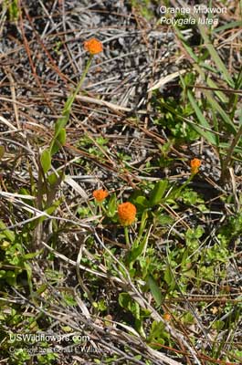 Polygala lutea