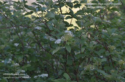 Cornus sericea