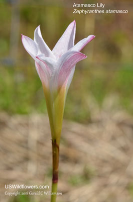 Zephyranthes atamasco