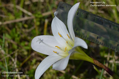 Zephyranthes atamasco