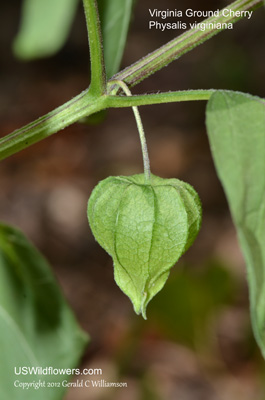 Physalis virginiana