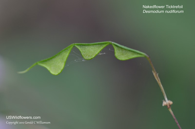 Desmodium nudiflorum