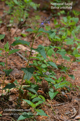 Salvia urticifolia