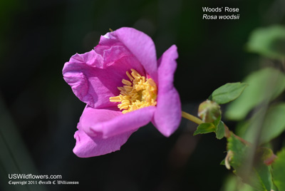 Rosa woodsii