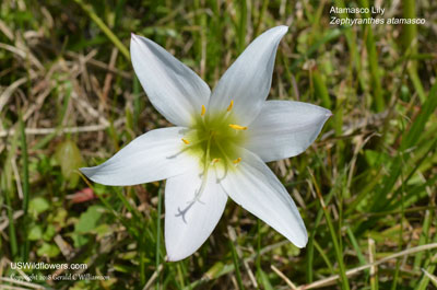 Zephyranthes atamasco