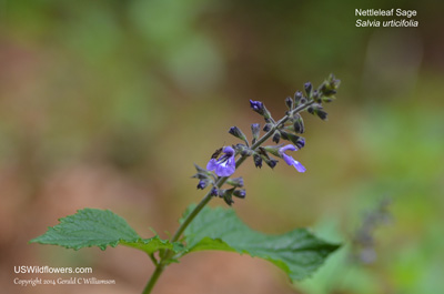 Salvia urticifolia