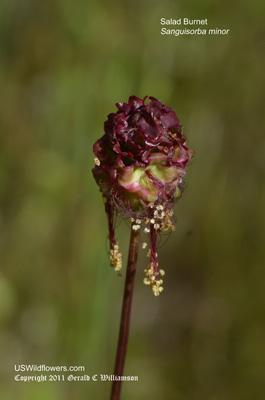 Sanguisorba minor