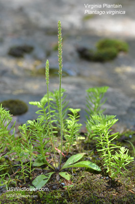 Plantago virginica