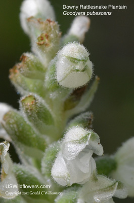 Goodyera pubescens