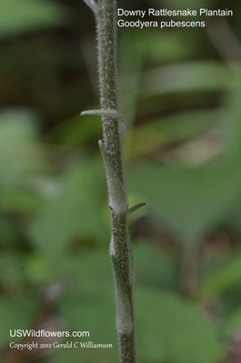 Goodyera pubescens