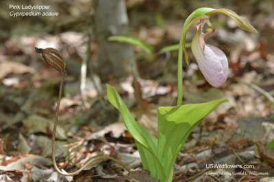 Cypripedium acaule