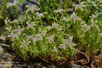 Sedum pulchellum