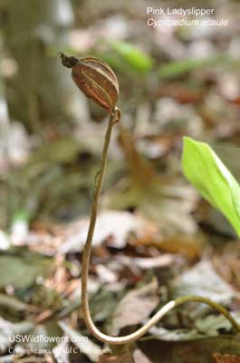 Cypripedium acaule