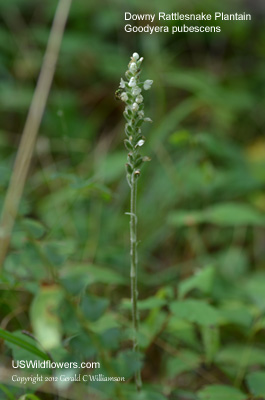 Goodyera pubescens