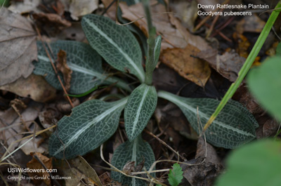 Goodyera pubescens