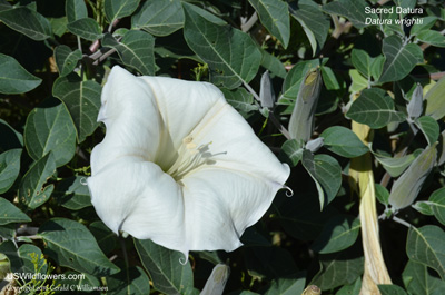 Datura wrightii