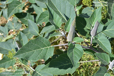 Datura wrightii