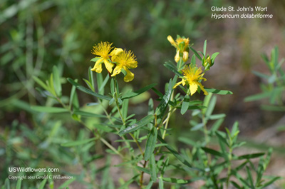 Hypericum dolabriforme