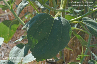 Helianthus annuus