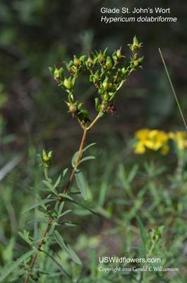 Hypericum dolabriforme