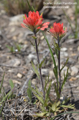 Castilleja coccinea