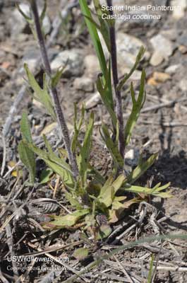 Castilleja coccinea