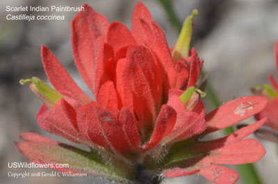 Castilleja coccinea