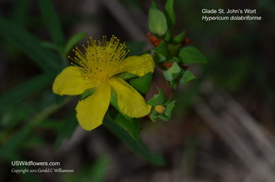 Hypericum dolabriforme