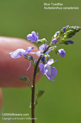 Nuttallanthus canadensis