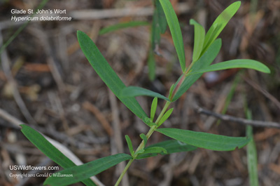 Hypericum dolabriforme