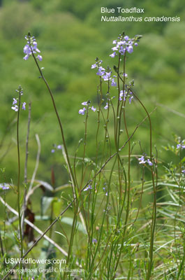 Nuttallanthus canadensis