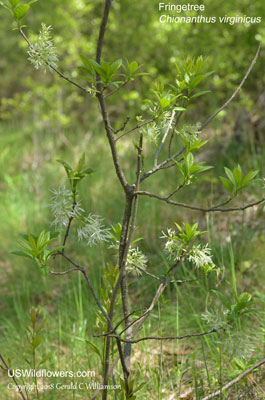 Chionanthus virginicus