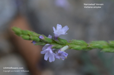 Verbena simplex