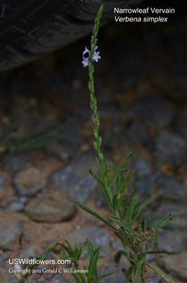 Verbena simplex