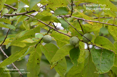 Prunus americana