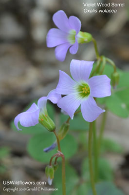 Oxalis violacea