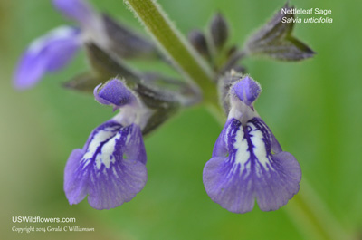 Salvia urticifolia