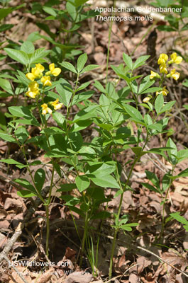 Thermopsis mollis