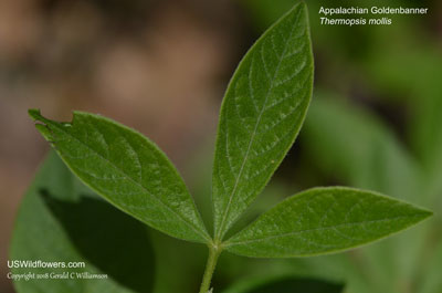 Thermopsis mollis