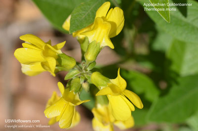 Thermopsis mollis