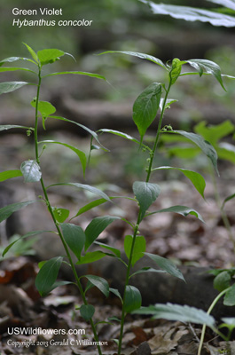 Hybanthus concolor